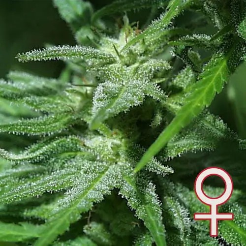 Brains Damage Feminized by K.C. Brains