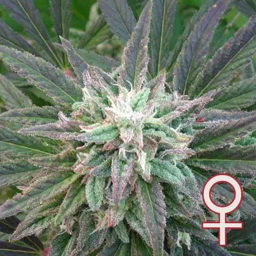 Brains Escape Feminized by K.C. Brains