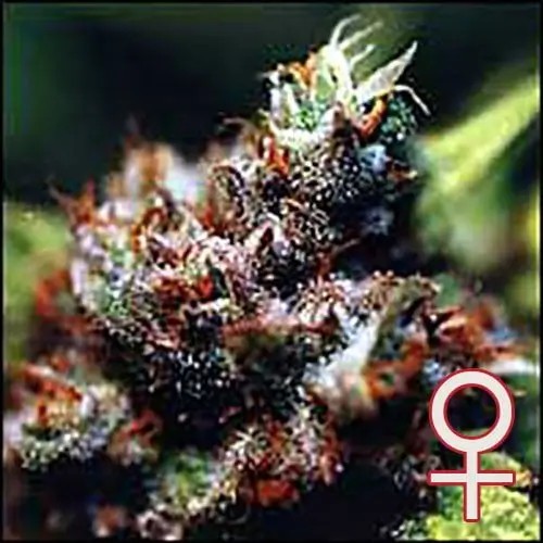Brasil x K.C. Feminized by K.C. Brains