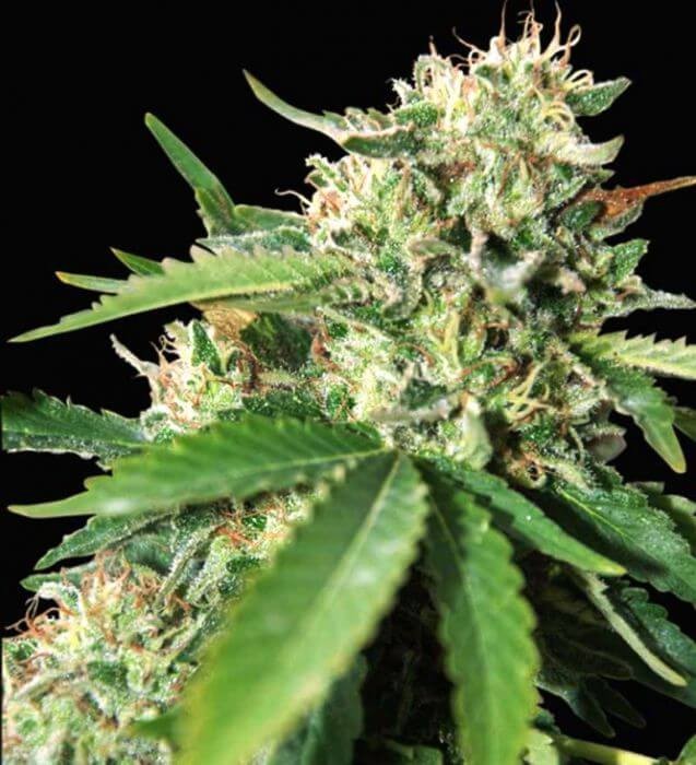 Brazil Amazonia Feminized by World of Seeds