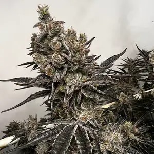 Bread & Butter Feminized by Exotic Genetix