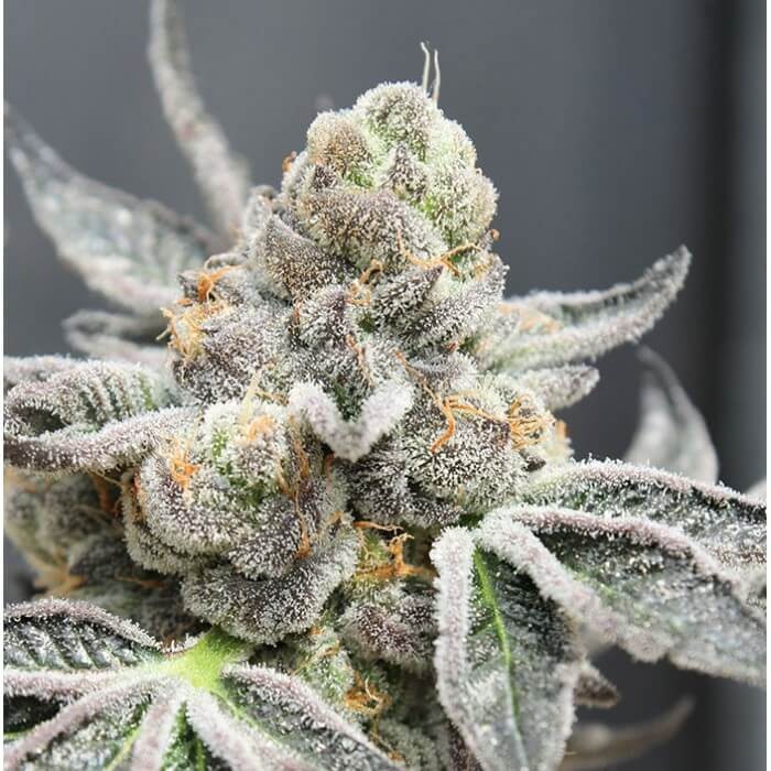 Break Pad Breath Feminized by Ripper Seeds