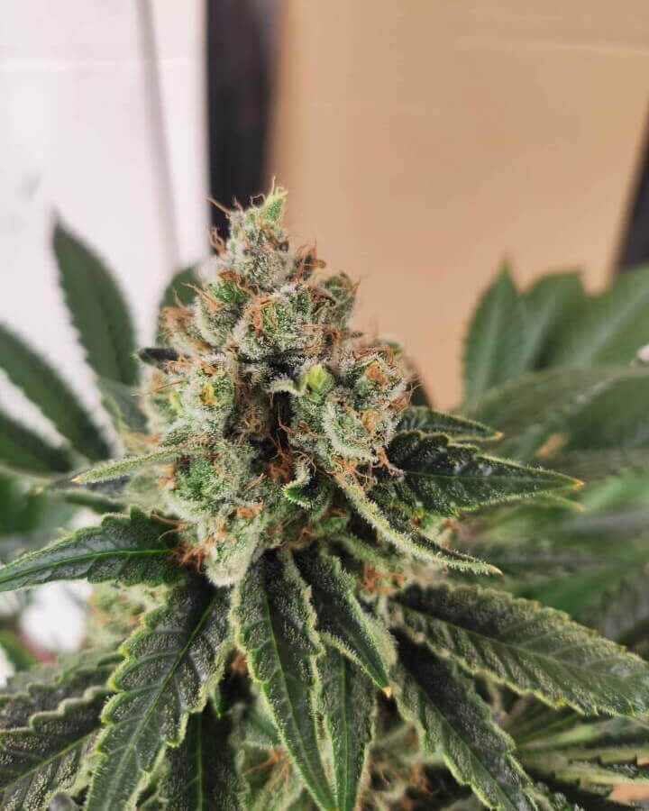 Break Up Cake Feminized by Kannabia