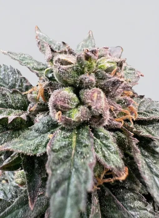 Bro Science Feminized by The Grateful Seeds