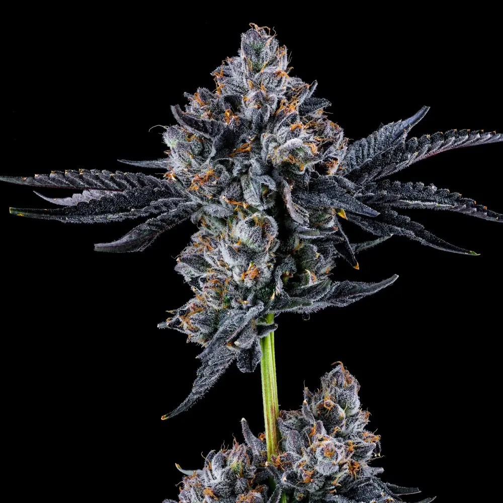 Broadway Runtz Feminized by Wizard Trees