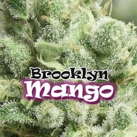 Brooklyn Mango Feminized by Dr. Underground Seeds