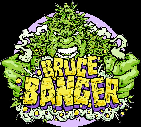 Bruce Banger Feminized by Seedsman