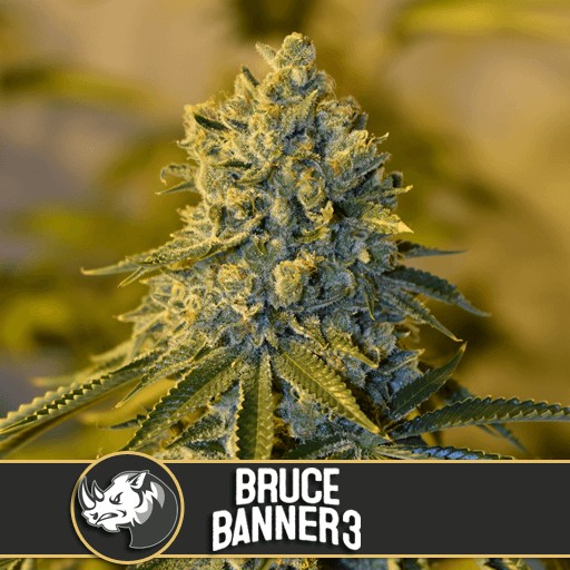 Bruce Banner #3 Feminized by Blimburn Seeds