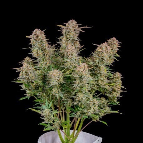 Bruce Banner Auto Autoflower by Fast Buds
