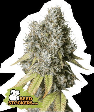 Bruce Banner Auto Autoflower by Seedstockers