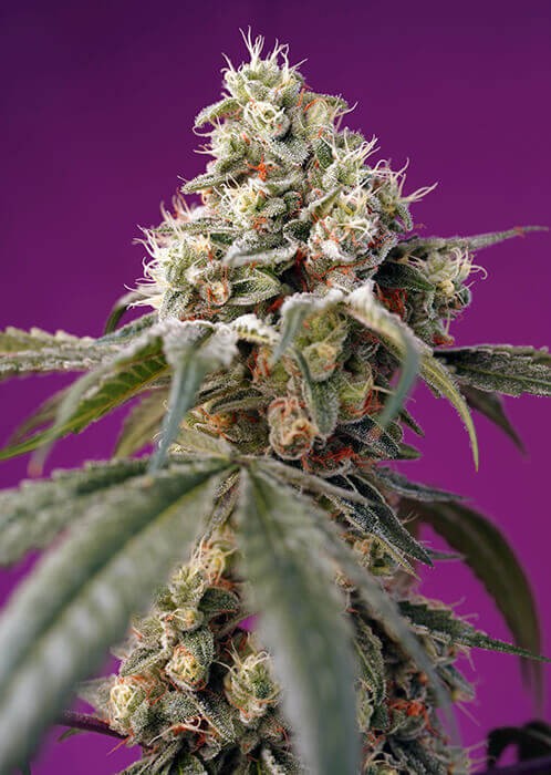 Bruce Banner Auto Autoflower by Sweet Seeds