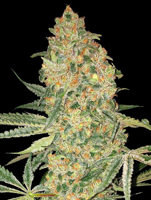 Bruce Banner Feminized by Advanced Seeds