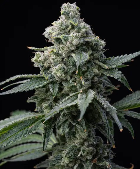 Bruce Banner Feminized by Barneys Farm