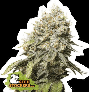 Bruce Banner Feminized by Seedstockers