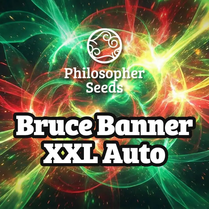 Bruce Banner XXL Auto Autoflower by Philosopher Seeds