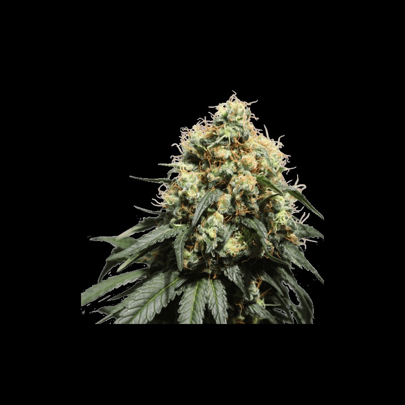 Bruce Lemon Diesel Feminized by Super Sativa Seed Club