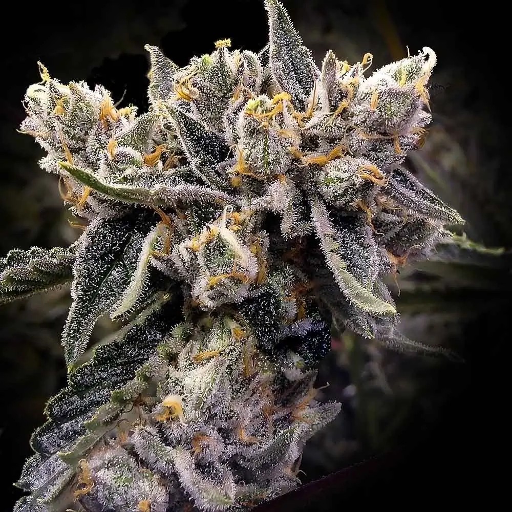 Bruised Bananas Feminized by DNA Genetics