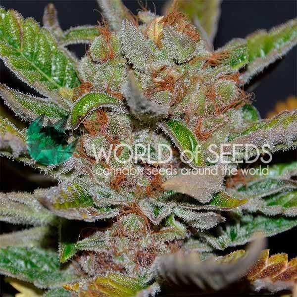 Bubba Haze Regular by World of Seeds