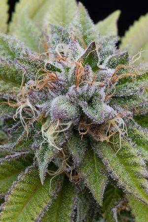 Bubba Kush Auto Autoflower by Dinafem
