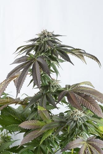 Bubba Kush CBD Feminized by Dinafem