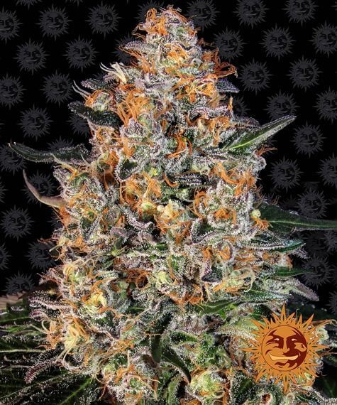 Bubba Kush Feminized by Barneys Farm