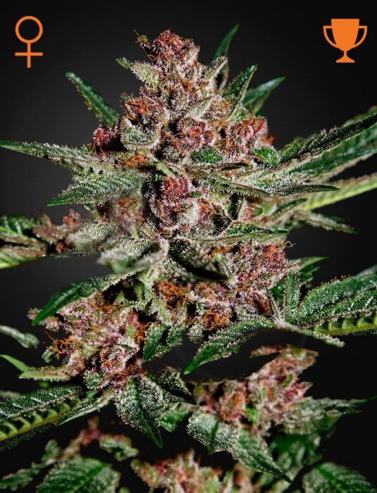 Bubba Kush Feminized by Green House seeds