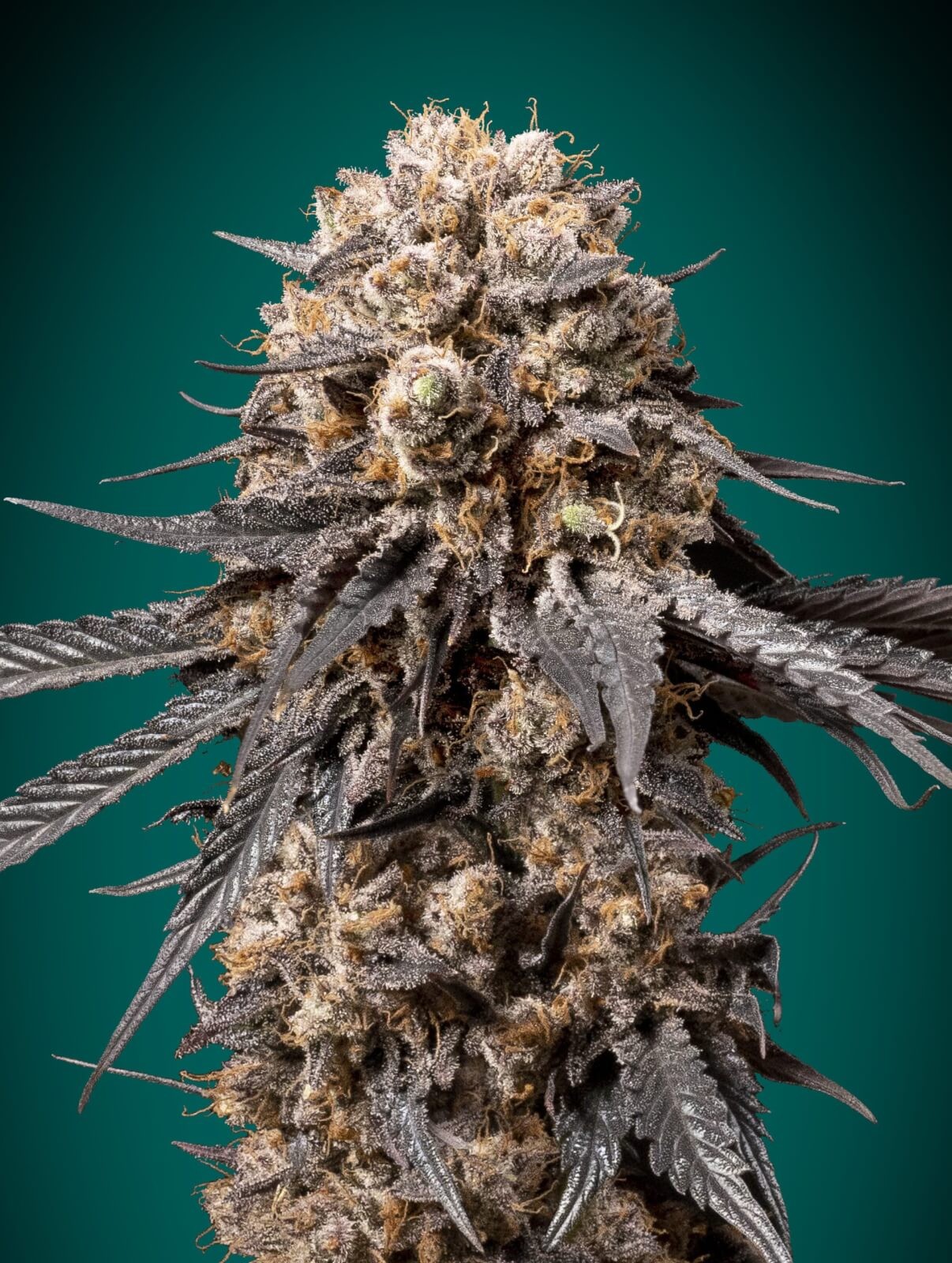 Bubba's Gift Feminized by 00 Seeds Bank