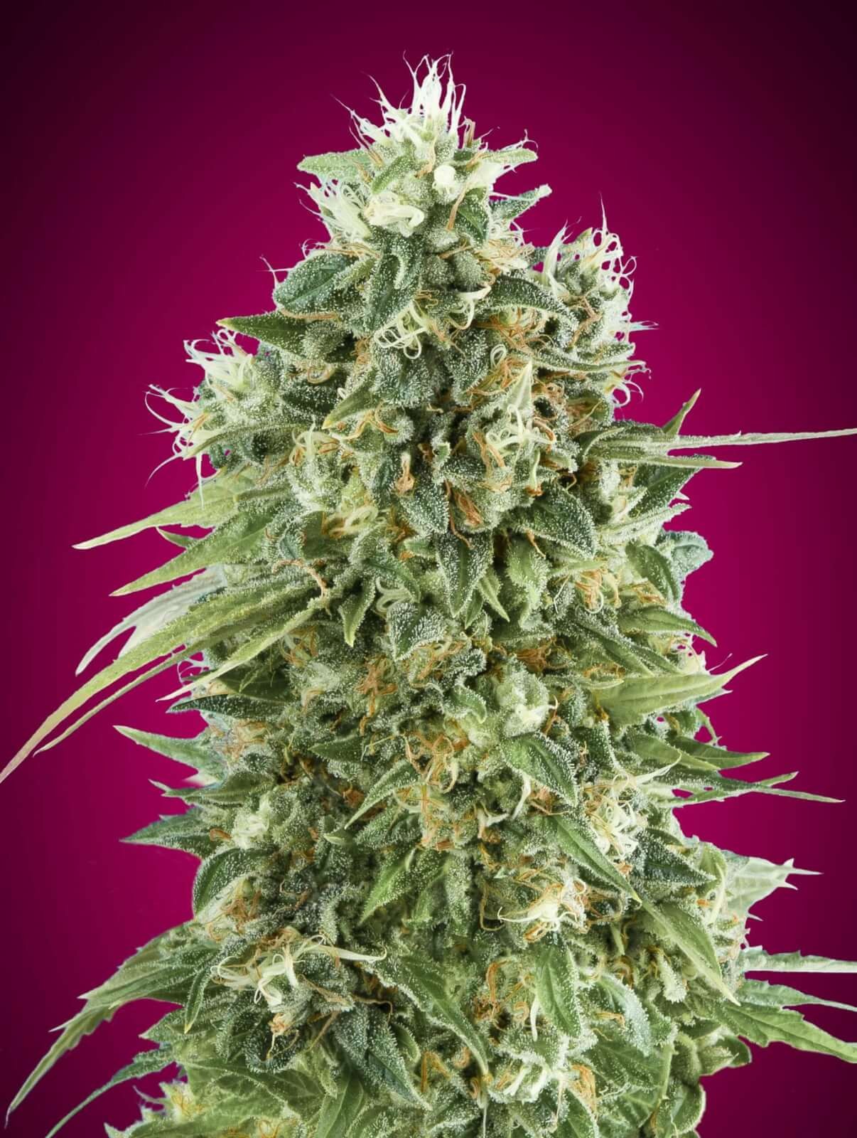 Bubble Gum CBD Feminized by 00 Seeds Bank