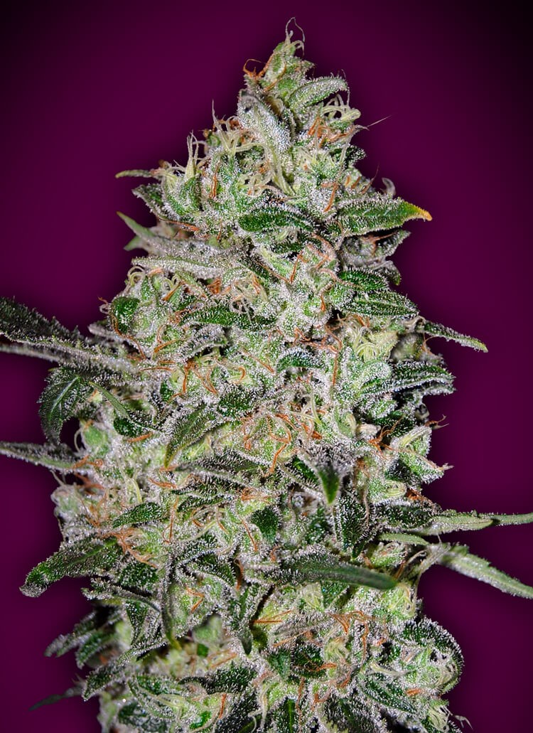 Bubble Gum Fast Feminized by 00 Seeds Bank