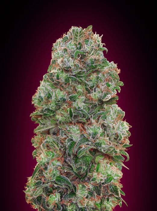 Bubble Gum Feminized by 00 Seeds Bank