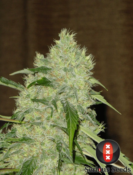 Bubble Gum Regular by Serious Seeds