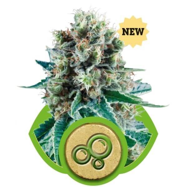 Bubble Kush Auto Autoflower by Royal Queen Seeds