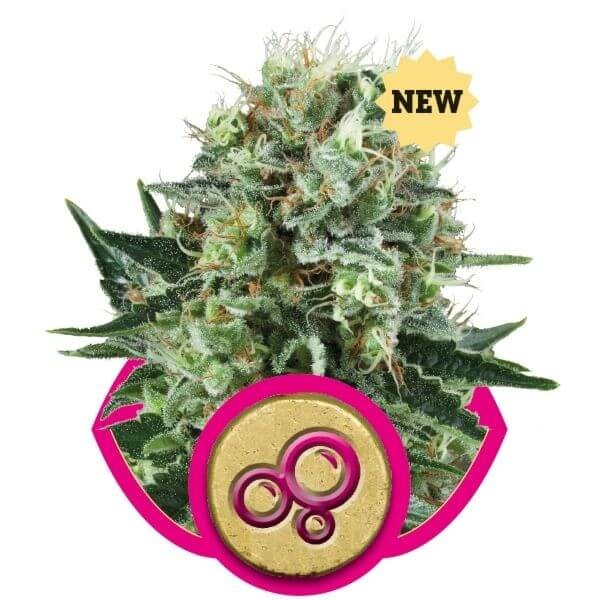 Bubble Kush Feminized by Royal Queen Seeds