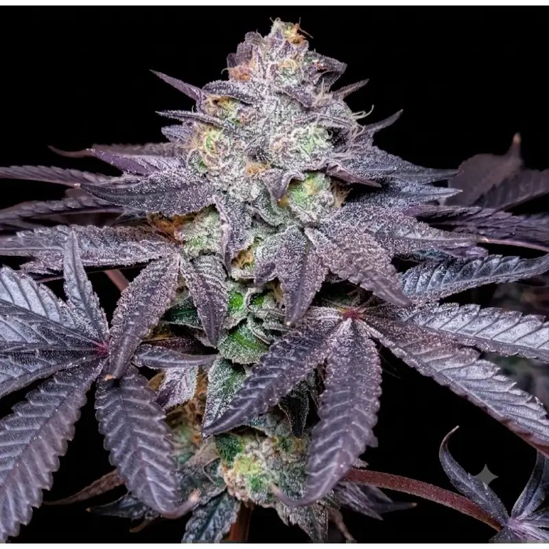 Bubble Marker Triploid Feminized by Triploid Genetics
