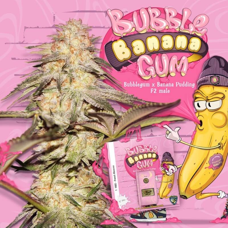 BubbleBananaGum Feminized by T.H. Seeds