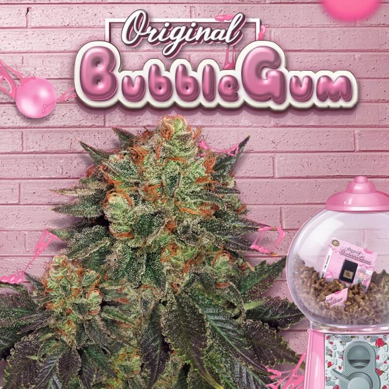 BubbleGum Feminized by T.H. Seeds
