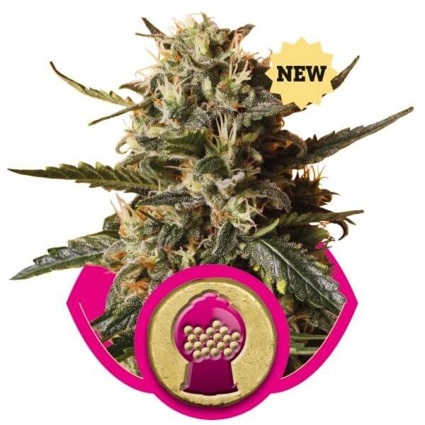 Bubblegum XL Feminized by Royal Queen Seeds