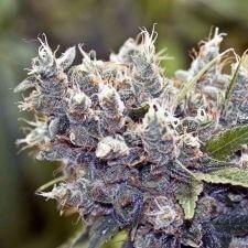 Bubblegummer Feminized by Female Seeds