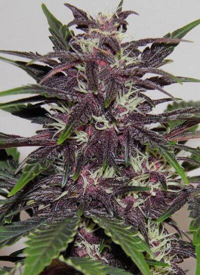 Buddha Purple Kush Auto Autoflower by Buddha Seeds