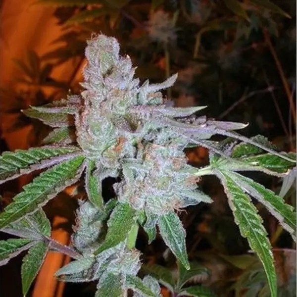 Buddha Tahoe OG Feminized by The Cali Connection
