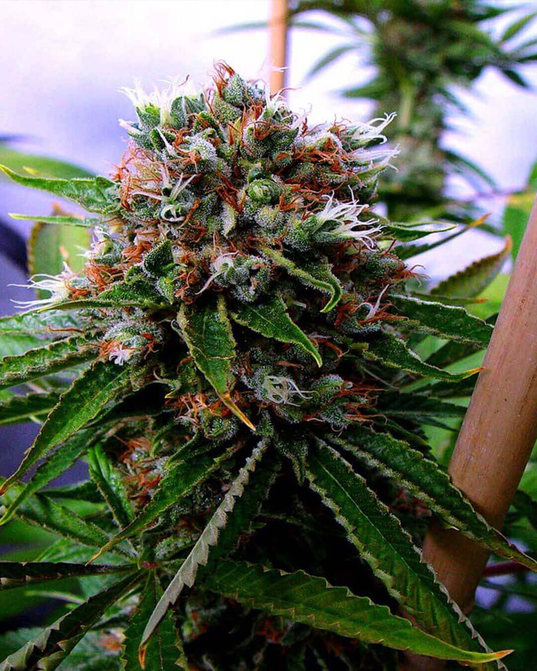Buddha's Sister Feminized by Soma Seeds