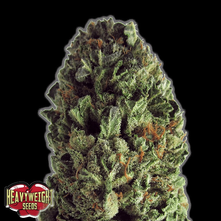 Budzilla Feminized by Heavyweight Seeds