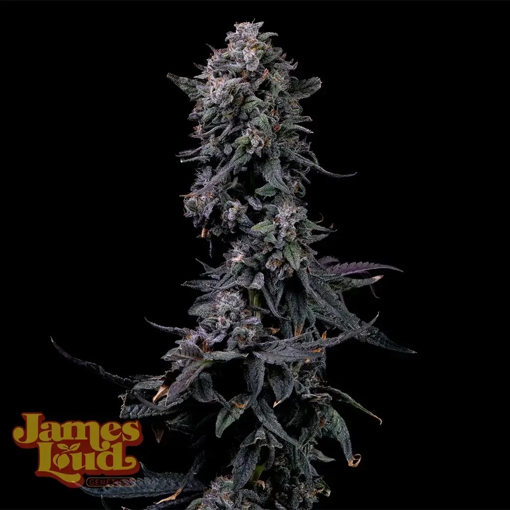 Bumpboxx Kush Feminized by James Loud Genetics