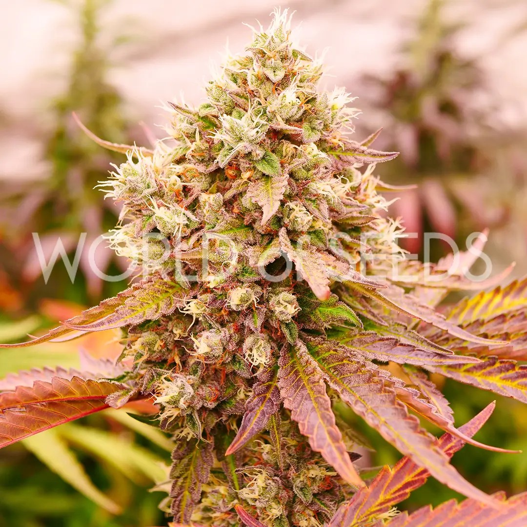 Burger Kush Early Version Feminized by World of Seeds