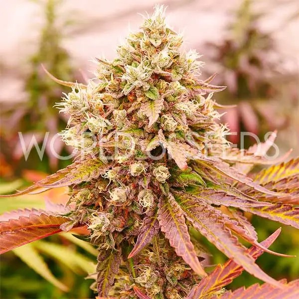 Burger Kush Feminized by World of Seeds