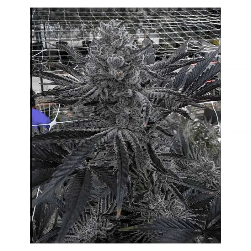 Butter Balm Feminized by Solfire Gardens