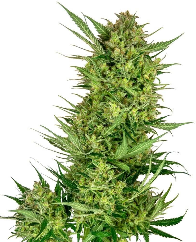 Buttercream Gelato Feminized by Sensi Seeds