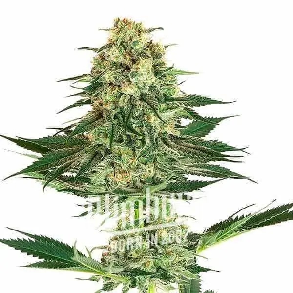C.Banana Feminized by Blimburn Seeds