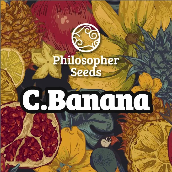C.Banana Feminized by Philosopher Seeds