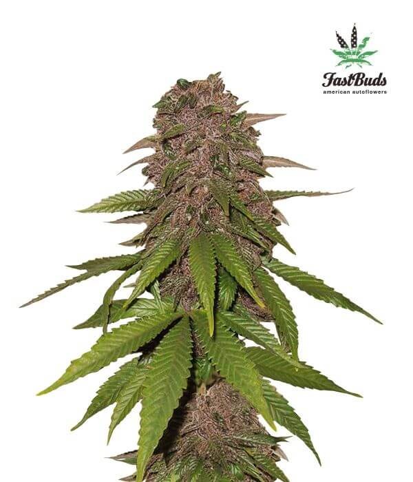 C4 Matic Autoflower by Fast Buds